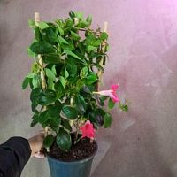 Дипладения розовая на решетке мандевилла DZ809 купить в Москве