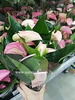 Антуриум двухцветный Джоли Дабл DZ40 купить в Москве