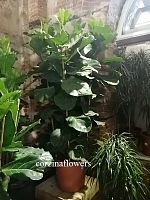 Фикус Лирата 5 ств 200-230 см KR1753 купить в Москве