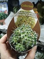Маммиллярия Тоумея Книппелианус кактус KR2373 купить в Москве