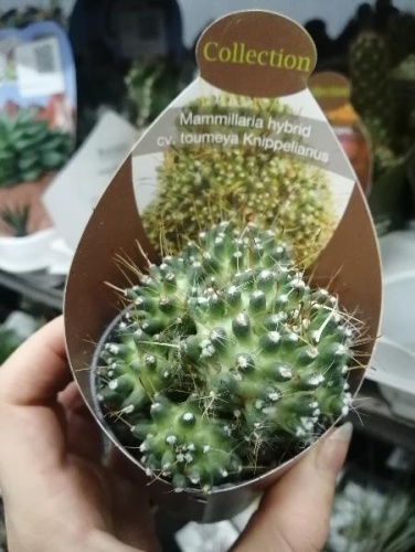 Маммиллярия Тоумея Книппелианус кактус KR2373 купить в Москве