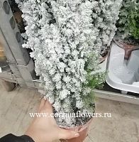 Кипарисовик Топ Поинт заснеженный на Новый год KM138 купить в Москве
