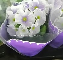 Примула обконика сиреневая в горшке OG114 купить в Москве