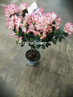 Азалия Сашестерн на штамбе 30-35 см DZ567 купить в Москве