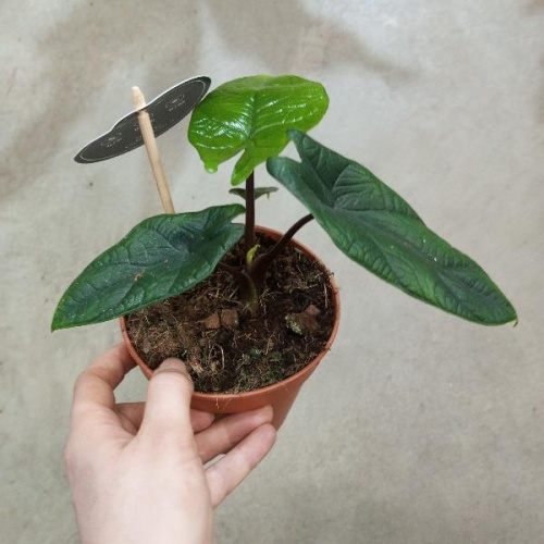 Алоказия Скальпрум (Alocasia Scalprum), коллекционное комнатное растение с узкими фактурными листьями KR2708 купить в Москве фото 3