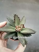 Каланхое Томентоза (Войлочное) KR1975 купить в Москве