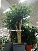 Драцена рефлекса Анита 70-90см KR909 купить в Москве