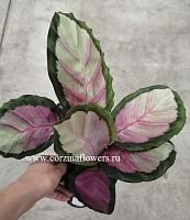 Калатея Розеа-Пикта Рози Кора 25-30 см KR120 купить в Москве