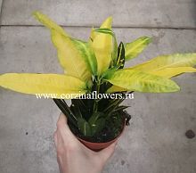 Кодиеум Санни Стар, кротон Санни Стар KR1131 купить в Москве