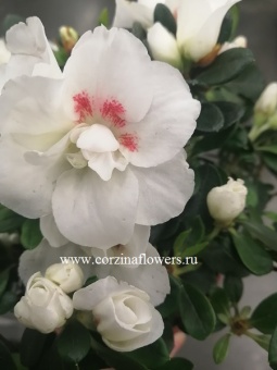 Азалия бело-красная 12  https://corzinaflowers.ru/catalog/komnatnye_rasteniya_i_tsvety/3013/