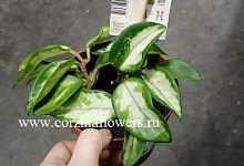 Хойя Карноза Триколор DZ289 купить в Москве