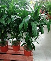 Драцена фрагранс Джанет Крейг разветвленная 70-90 см  KR1475 купить в Москве