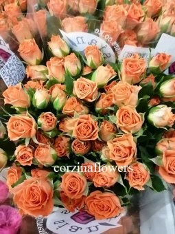 Роза кустовая Оранжевая Пиканто срезка 10 50