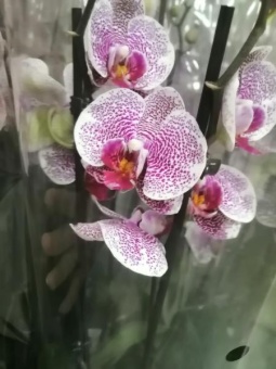 Фаленопсис Пандора орхидея 12см