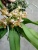 Гастрохилус орхидея 9см