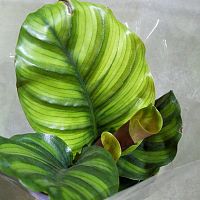 Калатея Фасциата KR2312 купить в Москве