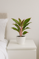 Аглаонема Крит (Crete) — красная комнатная пальма 20–25 см KR79 купить в Москве