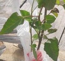 Горец Бальджуанский — быстрорастущая лиана для озеленения забора, беседки, фасада | Саженец OG1272 купить в Москве