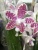 Фаленопсис гибрид орхидея О508 купить в Москве