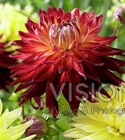 Георгина кактусовая Манхетен Айленд корневище L630 купить в Москве