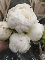 Пион Брайдал шауэр срезка SR813 купить в Москве