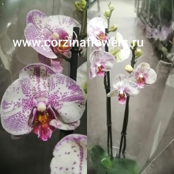 Орхидея Фаленопсис гибрид 92  12 https://corzinaflowers.ru/catalog/komnatnye_rasteniya_i_tsvety/1507/