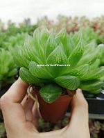 Хавортия Купера суккулент KR379 купить в Москве