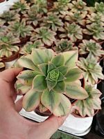 Эониум Старберст суккулент KR2463 купить в Москве