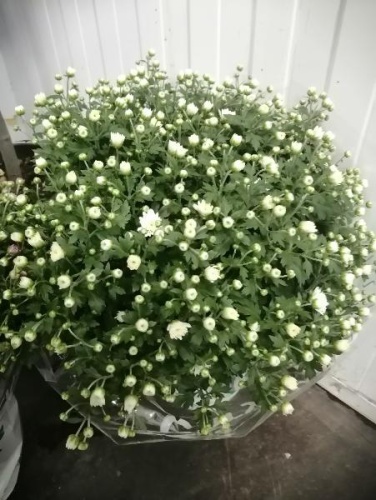 Хризантема шар белая 30-40 см в горшке OG42 фото 2 Хризантема шар белая 30-40 см в горшке OG42 купить в Москве фото 2