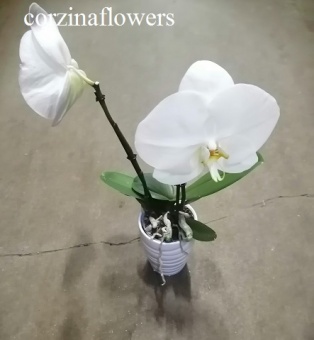 Фаленопсис Синголо дабл в керамике волна орхидея 10 см