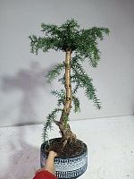 Араукария бонсай 40-50см KM1097 купить в Москве