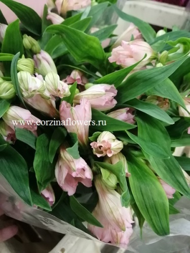 Альстромерия «Примадонна» — розовая срезка | Нежные цветы, стойкость до 14 дней, для букетов и подарков SR166 купить в Москве