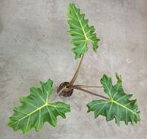 Алоказия Голден Драгон KR3518 купить в Москве