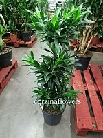 Драцена рефлекса карусель 100-120см KR2109 купить в Москве