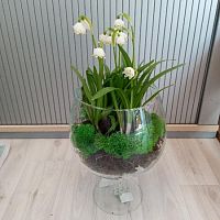 19 луковиц Белоцветников в Вазе Натали бренди KM816 купить в Москве