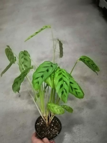 Калатея Леопардина KR1431 купить в Москве фото 2