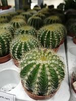 Кактус Нотокактус Шумана KR369 купить в Москве