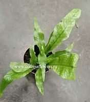 Микросорум Крокодиллус папоротник KR784 купить в Москве