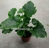 Филодендрон Гекарт KR718 купить в Москве