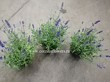 Лаванда Ангустифолия 20-25 см в горшке OG33 купить в Москве