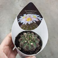 Гимнокалициум Кухлеанум кактус KR3406 купить в Москве