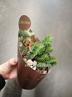 Крассула Пирамидалис Х Конгеста суккулент KR1309 купить в Москве