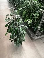 Фикус бенжамина Даниэль пирамида 80-100см KR3211 купить в Москве