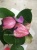 Антуриум Андреанум Бэби Пёрпл 12 см https://corzinaflowers.ru/catalog/komnatnye_rasteniya_i_tsvety/dekorativno_tsvetushchie_rasteniya/anturium_v_gorshke/2732/