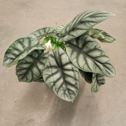 Алоказия Сильвер Драгон (Alocasia Silver Dragon), редкое коллекционное растение, серебристо-зелёные листья KR307 купить в Москве фото 3
