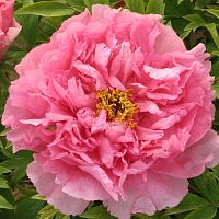 Пион древовидный Серебристый Ручей саженец OG4 купить в Москве