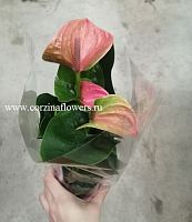 Антуриум Андреанум Свит Дрим DZ280 купить в Москве