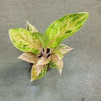 Аглаонема Пич Перл KR3479 купить в Москве