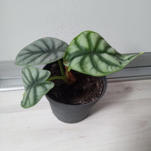 Алоказия Сильвер Драгон (Alocasia Silver Dragon), редкое коллекционное растение, серебристо-зелёные листья KR307 купить в Москве фото 2