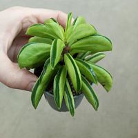 Пеперомия Феррейра KR3366 купить в Москве